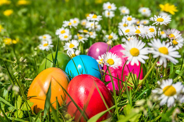 Colorful Easter eggs lying in the grass with daisy flowers