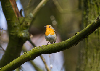 Obraz premium European robin sitting on a branch