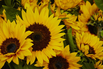 Obraz premium Flowers