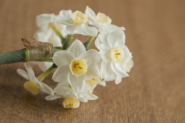 Fototapeta na wymiar White and yellow narcissus flowers detail, on wooden background
