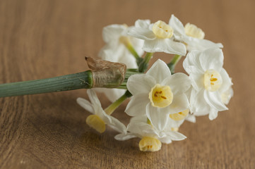 White and yellow narcissus flowers detail, on wooden background