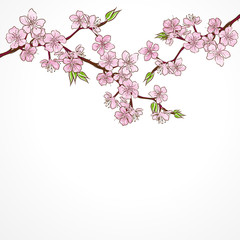 Watercolor cherry branch with flowers isolated on white
