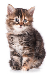 Obraz premium Kot syberyjski