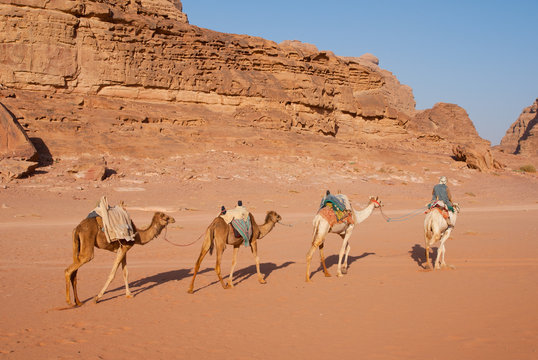 camels in the sands