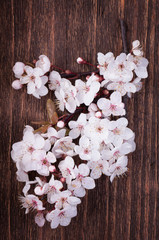 Spring cherry blossom flowers on a vintage wood background
