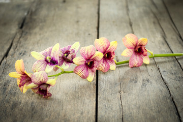 Orchid vintage.
