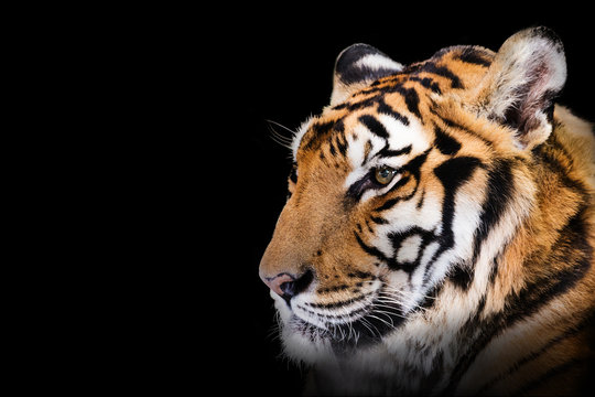 Tiger isolated on black background