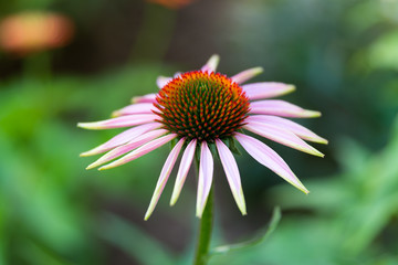 Coneflower