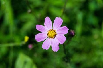 Obraz premium cosmos flower