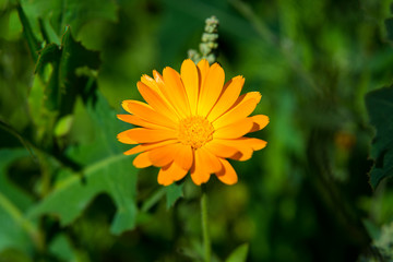 calendula