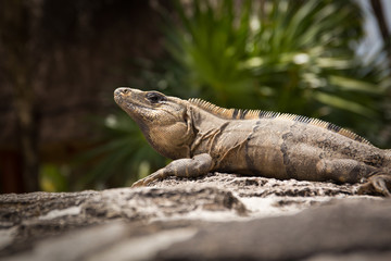 Mexican Iguana