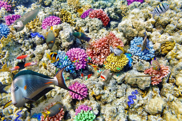 Underwater world with corals and tropical fish.