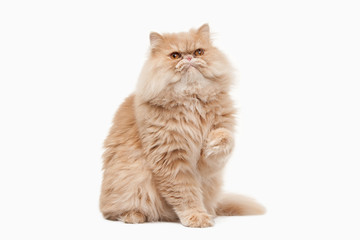 Kat. Rode Perzische kat op witte achtergrond
