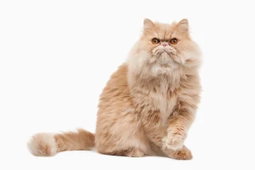 Crédence de cuisine en verre imprimé Chat Cat. Red persian cat on white background