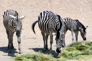 Fototapeta na wymiar Family, a Zebra mother and her children