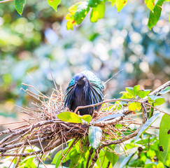 Nicobar Pigeon or Caloenas nicobarica bird