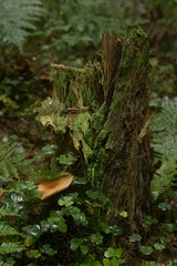Lebensraum Waldboden