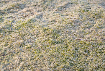 Mossy frosty green lawn