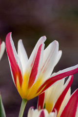 Tulpenfreude im Frühling