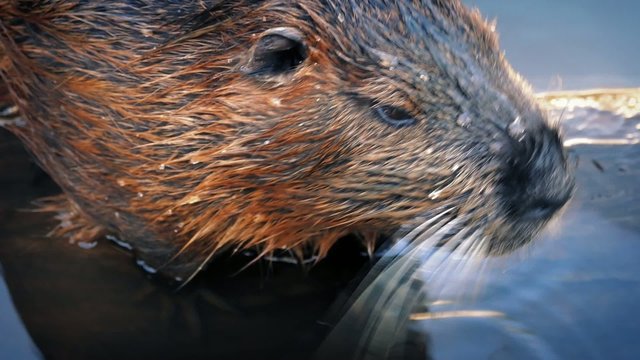 Beaver Moving Around In The Water
