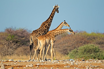 Giraffes in natural habitat, Etosha National Park