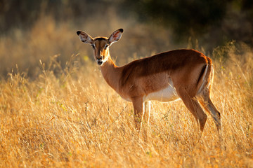 Female impala antelope in early morning light