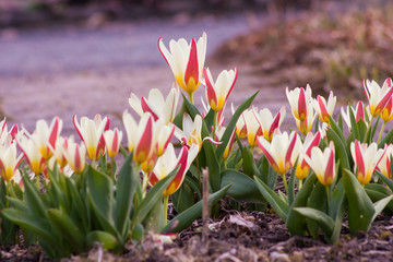 Tulpenfreude im Frühling © Nicolette Wollentin