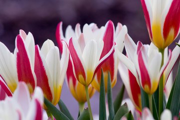 Tulpenfreude im Frühling © Nicolette Wollentin