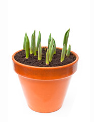 Isolated image of the tulip sprouts in the flower pot
