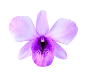 Purple orchids on a white background.