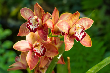 Cymbidium Orchid. - 80634952