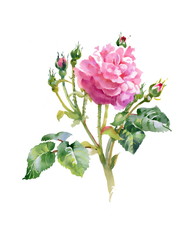 Pink rose bud with green leaves