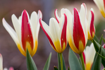 Tulpenfreude im Frühling © Nicolette Wollentin