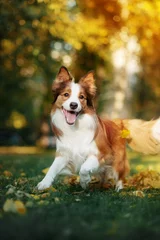 Poster young border collie dog playing with leaves in autumn © ksuksa