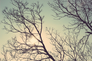 tree silhouette vintage retro