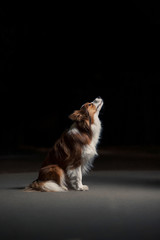 happy dog border collie sitting in profile, studio