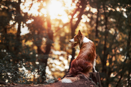 Proud Border Collie Dog