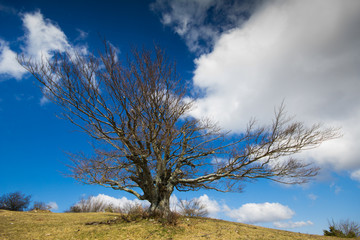 Faggio - Fagus sylvatica