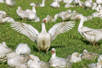 landwirtschaftWeihnachtsgaenseGefluegelpest