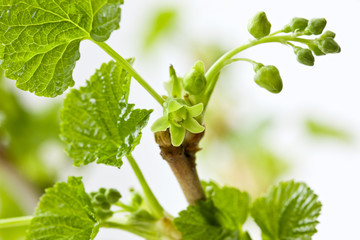 young branches of currants on a white background