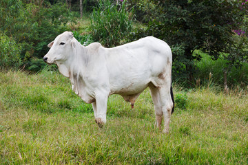 Obraz premium Nellore - brazilian beef cattle bull in field