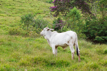 Obraz premium Nellore - brazilian beef cattle in mountains, white bul