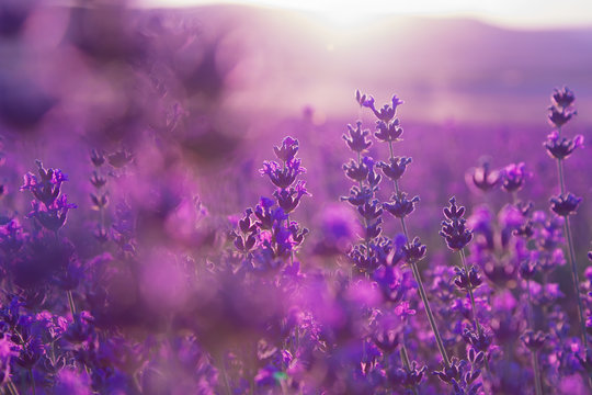 blurred summer background of  lavender flowers