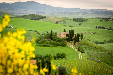 Fototapeta premium Tuscany, landscape and farmhouse in italy, yellow flowers