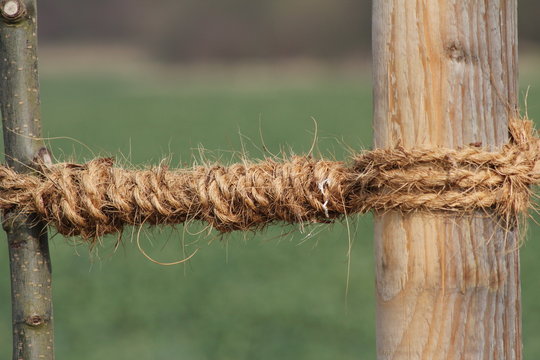 Junger Baum