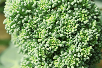 Close up of cauliflower broccoli plant growing in a vegetable ga