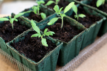 grow vegetable
