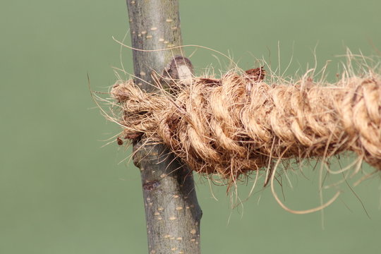 Junger Baum