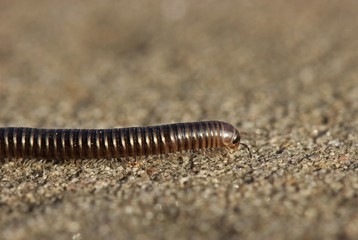 Gemeiner Feldschnurfüßer (Cylindroiulus caeruleocinctus)