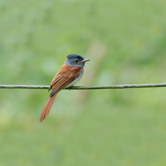 Bird (Asian Paradise Flycatcher) perching on wire